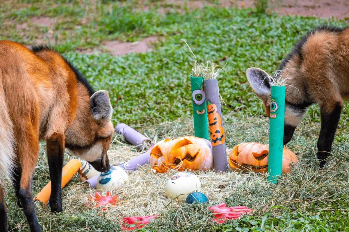 Além das atrações de Halloween, o zoológico terá atividades educativas com aves às 10h e às 14h nos dois dias Além das atrações de Halloween, o zoológico terá atividades educativas com aves às 10h e às 14h nos dois dias