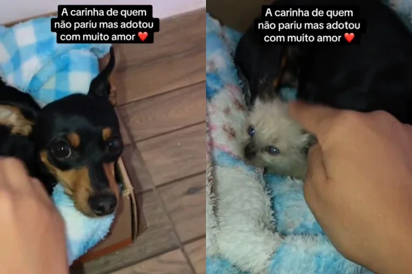 Foto colorida de um pinscher - Metrópoles