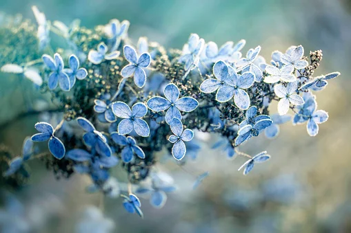 5 espécies que florescem este mês para colorir seu jardim no inverno