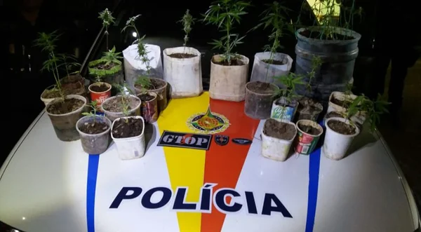 Polícia encontra plantação de maconha em Sobradinho