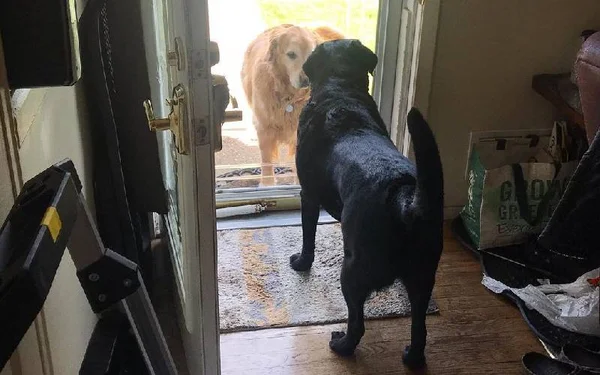 Dois cachorros separados por uma porta se olhando