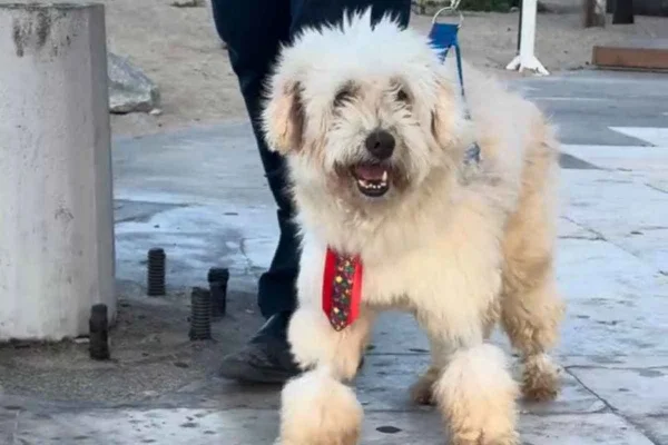 Cachorro Scooby é aceito como parte em processo e juiz condena tutora - destaque galeria