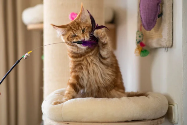 Imagem colorida de gato brincando com varinha de penas