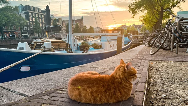 gato em amsterdã, holanda