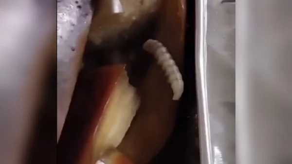 Larva encontrada em marmita