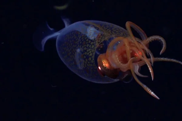 Mesonychoteuthis hamiltoni
