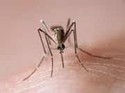 A infecção dos humanos acontece apenas com a picada do mosquito fêmea. O Aedes aegypti transmite o vírus pela saliva ao se alimentar do sangue, necessário para que os ovos sejam produzidos A infecção dos humanos acontece apenas com a picada do mosquito fêmea. O Aedes aegypti transmite o vírus pela saliva ao se alimentar do sangue, necessário para que os ovos sejam produzidos