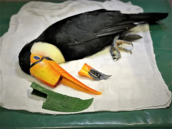 Tucano recebe implante de prótese de bico feita em impressora 3D