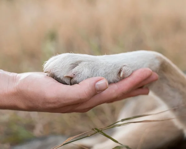 Pata de cachorro e mão de humano
