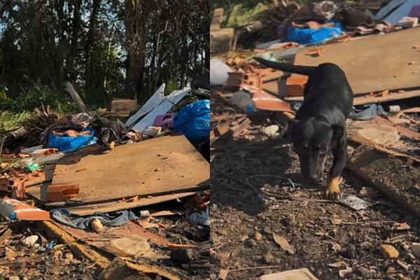 Cadela abandonada chora de emoção ao ser resgatada de lixão