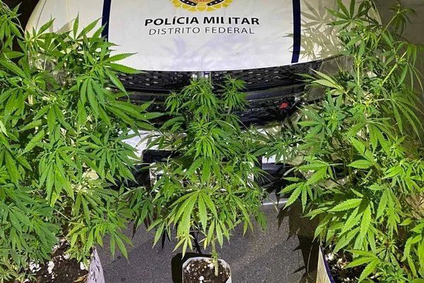 Apreensão de pés de maconha