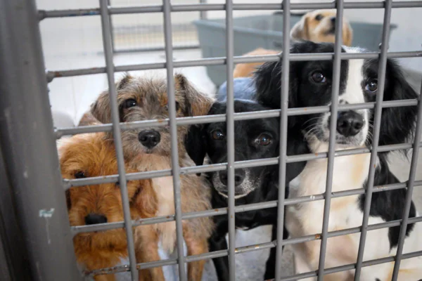 Zoonoses tem 24 animais disponíveis para adoção no DF
