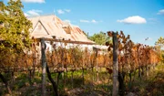 Vinhedo em Mendoza Vinhedo em Mendoza