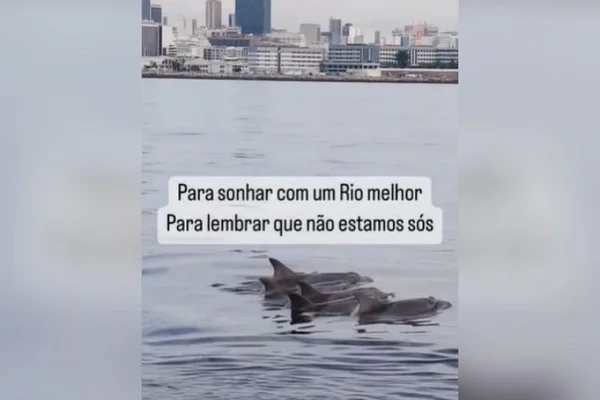 Vídeo: golfinhos são flagrados na orla do Rio de Janeiro