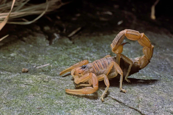 Imagem colorida de escorpião amarelo