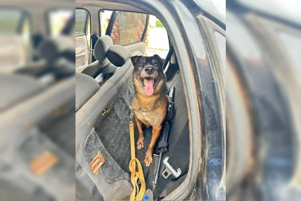 Imagem colorida de cão farejador - Metrópoles