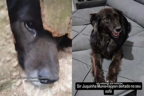 montagem colorida cachorro juquinha antes e depois da adoção