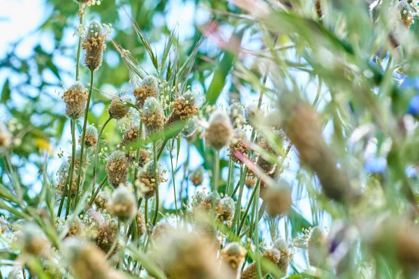 Foto colorida da planta psyllium - Metrópoles