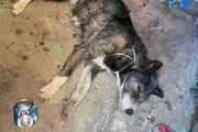 A cachorra ainda está em estado grave A cachorra ainda está em estado grave