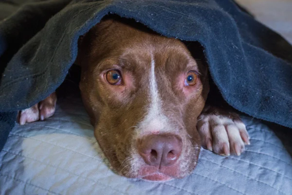 Imagem colorida de cachorro se escondendo embaixo de cobertor
