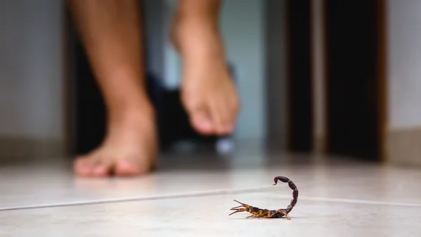 Escorpiões: biólogo revela os principais esconderijos em apartamentos
