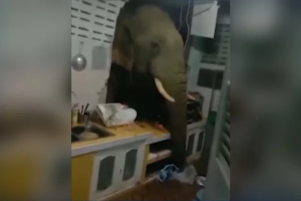 Vídeo: elefante invade cozinha na Tailândia em busca de alimentos