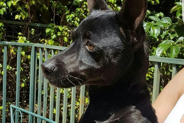 Lost está à procura de um lar. Vamos ajudar o cachorrinho?