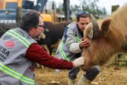 O governo do estado registrou os búfalos em um sistema informatizado de gestão animal