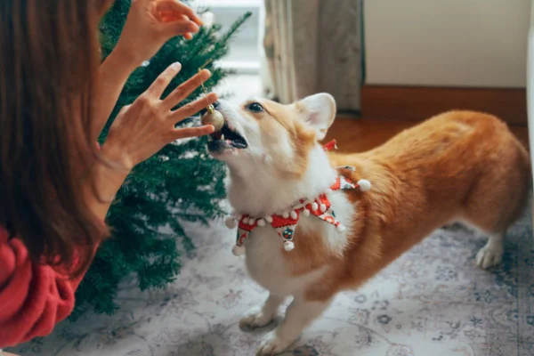 Imagem colorida de cachorro da raça corgi mordendo bola de natal brilhante
