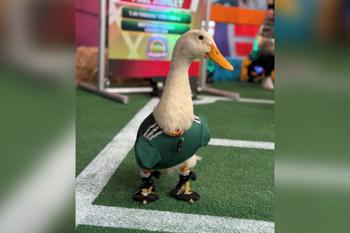 Pato Merlin Pato Merlin