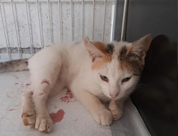 Gata morre após ser empalada em cidade de São Paulo