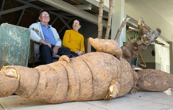 Casal de idosos se surpreende com mandioca gigante de 110 quilos em SC