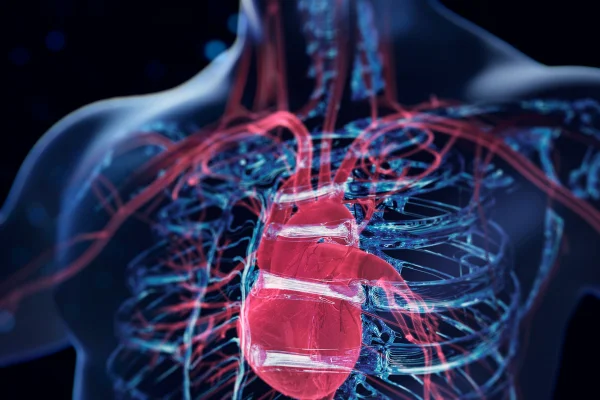 Ilsutração colorida de coração humano - Entenda relação do câncer de próstata com as doenças cardiovasculares - Metrópoles