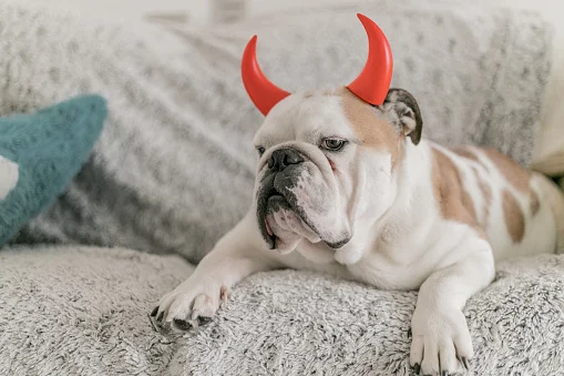 Cachorros e gatos podem ver espíritos? Especialista responde