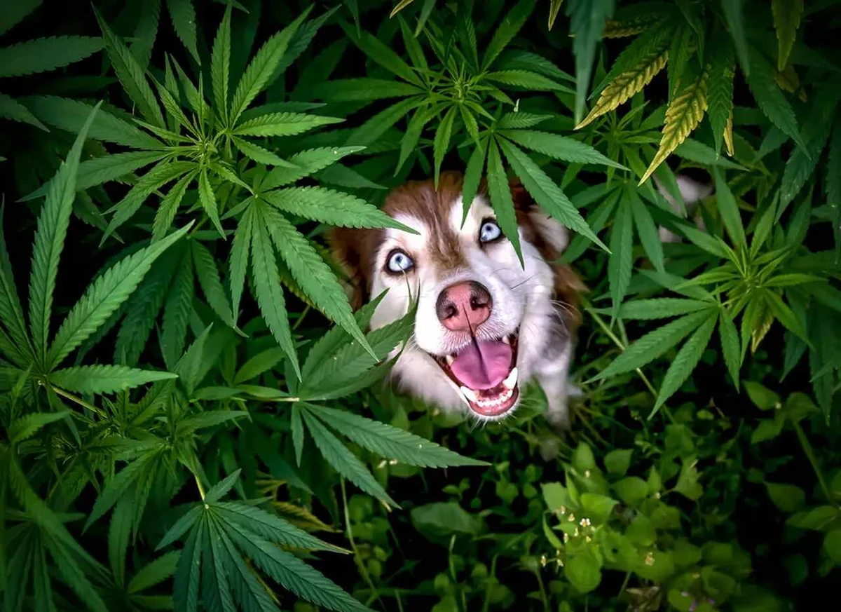 'Então esta é a fonte da felicidade', finalista do Comedy Pet Photo Awards — Foto: Corinna Mooser/Comedy Pets 'Então esta é a fonte da felicidade', finalista do Comedy Pet Photo Awards — Foto: Corinna Mooser/Comedy Pets