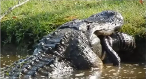 Vídeo mostra jacaré gigante devorando animal da mesma espécie por inteiro