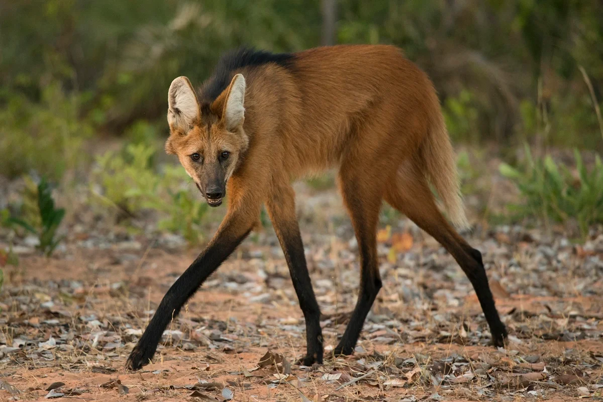 Chrysocyon: lobo-guará é o único representante ainda vivo de seu gênero