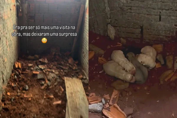 “Pedi por alegria e recebi 6”: mulher adota cães encontrados em obra