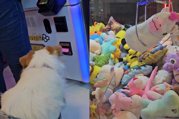 Tutor compartilha “vício” de cadela em máquina de bichinhos de pelúcia