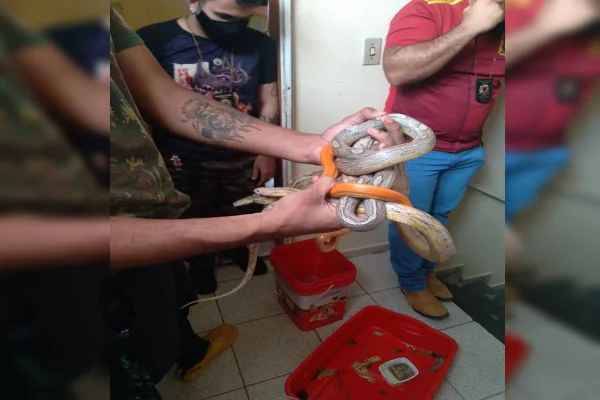 Polícia apreende cobras em apartamento de estudante de biologia no Entorno