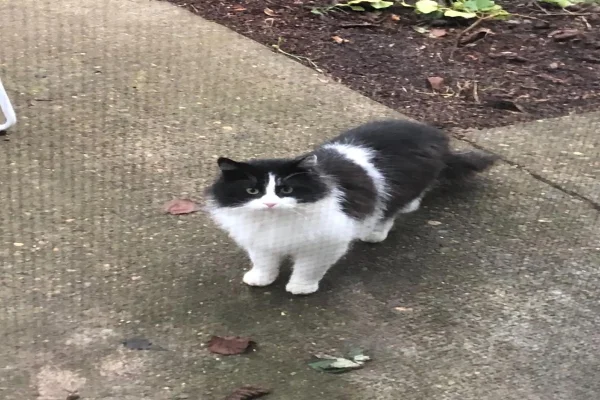Gato Hank parado olhando para a câmera