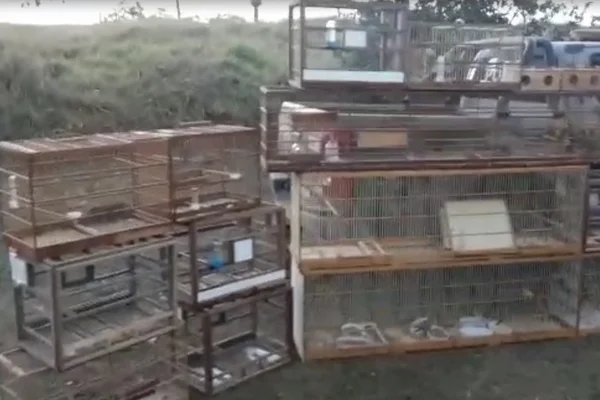 PM resgata 120 pássaros silvestres mantidos em cativeiro no DF