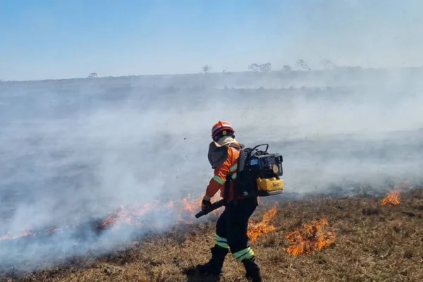 imagem colorida de animais atingidos pelos incêndios no pantanal, operação pantanal, no mato grosso do sul