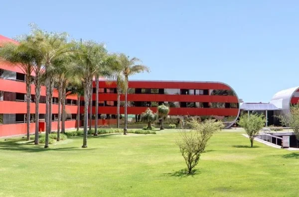 golden tulip