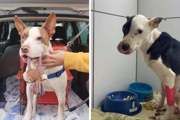 cachorro Lúcifer doa sangue e salva cadela Pantera em Blumenau