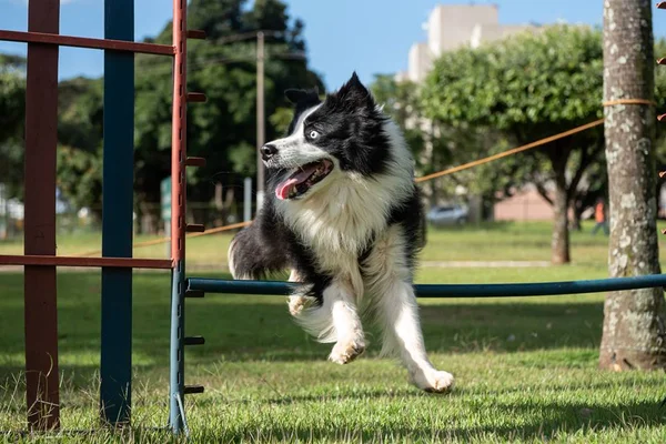 Festa pet: evento tem feira de adoção, desfile e palestra neste sábado