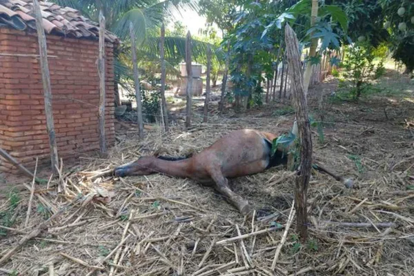Cavalo estava em um cercado quando foi atacados pelas abelhas e morreu em um sítio na zona rural de Juazeiro do Norte