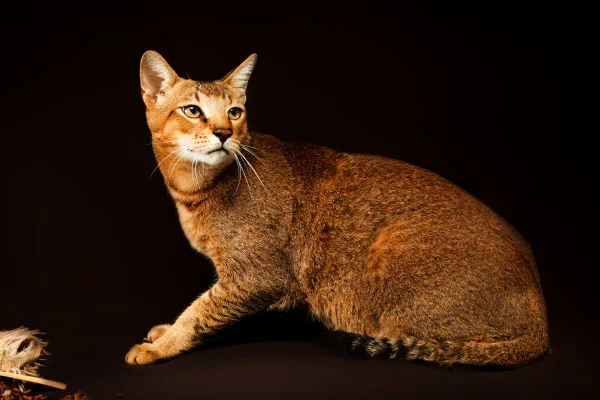 raça chausie