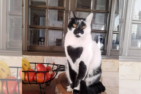foto colorida do gato SRD mais bonito do Brasil