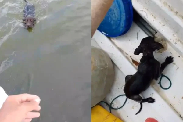 Foto colorida de um cachorro - Metrópoles